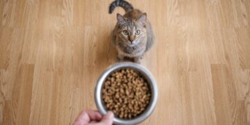 To Get a Man’s Attention, Meow Harder