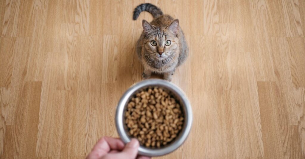 To Get a Man’s Attention, Meow Harder