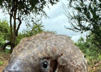 Can’t Find the Right Gift? How About Adopting a Pangolin?