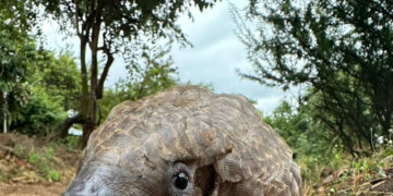 Can’t Find the Right Gift? How About Adopting a Pangolin?