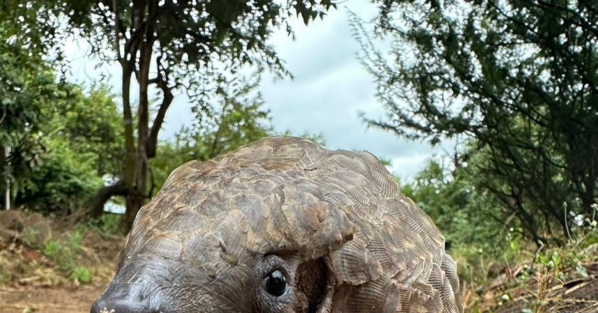 Can’t Find the Right Gift? How About Adopting a Pangolin?