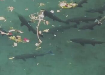 Nature Will Bounce Back if We Just Give It a Chance