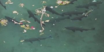 Nature Will Bounce Back if We Just Give It a Chance