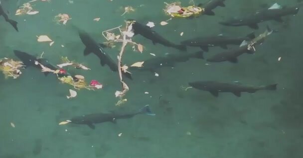 Nature Will Bounce Back if We Just Give It a Chance