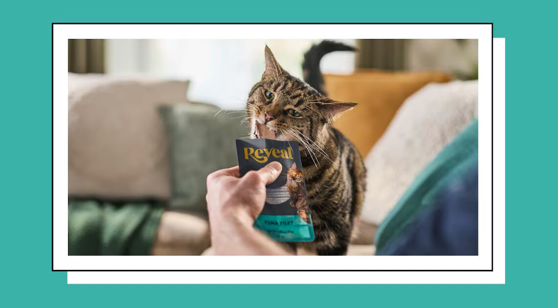 Scouted: This Pet Food Brand Focuses on Recipes Designed Specifically for Cats