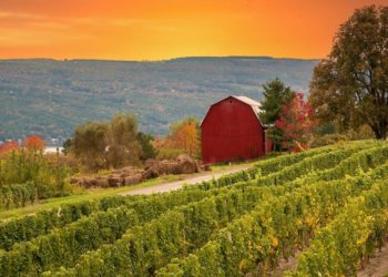 The 5 US states with the best wineries, according to a sommelier