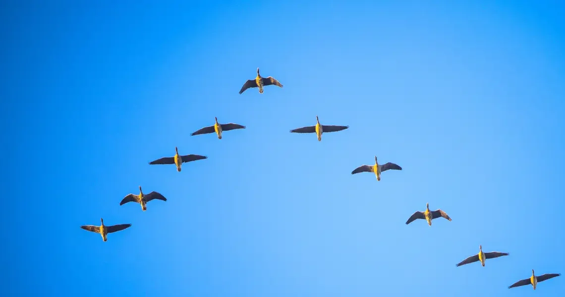 Whole Foods CEO says Amazon grocery teams should fly in formation. Like birds.
