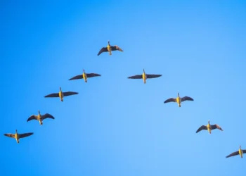 Whole Foods CEO says Amazon grocery teams should fly in formation. Like birds.