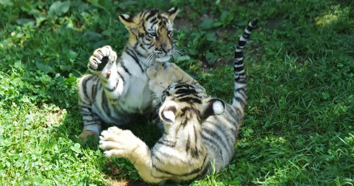 From Tiger Global’s fat checks to talk of a ‘broken’ IPO market, the Tiger Cubs are back in love with private deals