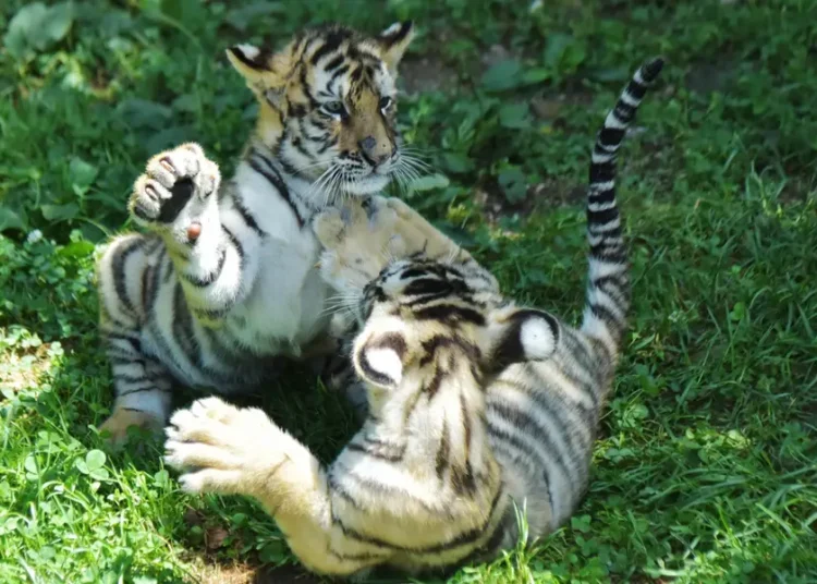 From Tiger Global’s fat checks to talk of a ‘broken’ IPO market, the Tiger Cubs are back in love with private deals