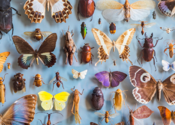 A Looming ‘Insect Apocalypse’ Could Put Global Food Supplies at Risk