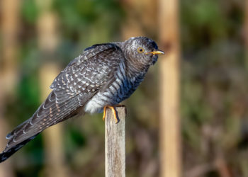 A Rare Visitor to Long Island Is Driving Birders Cuckoo