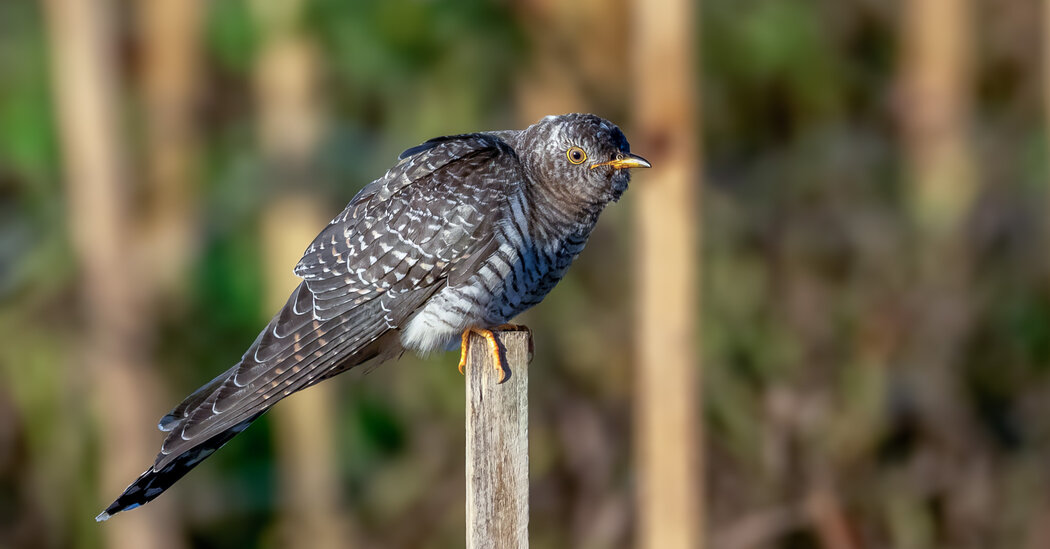 A Rare Visitor to Long Island Is Driving Birders Cuckoo