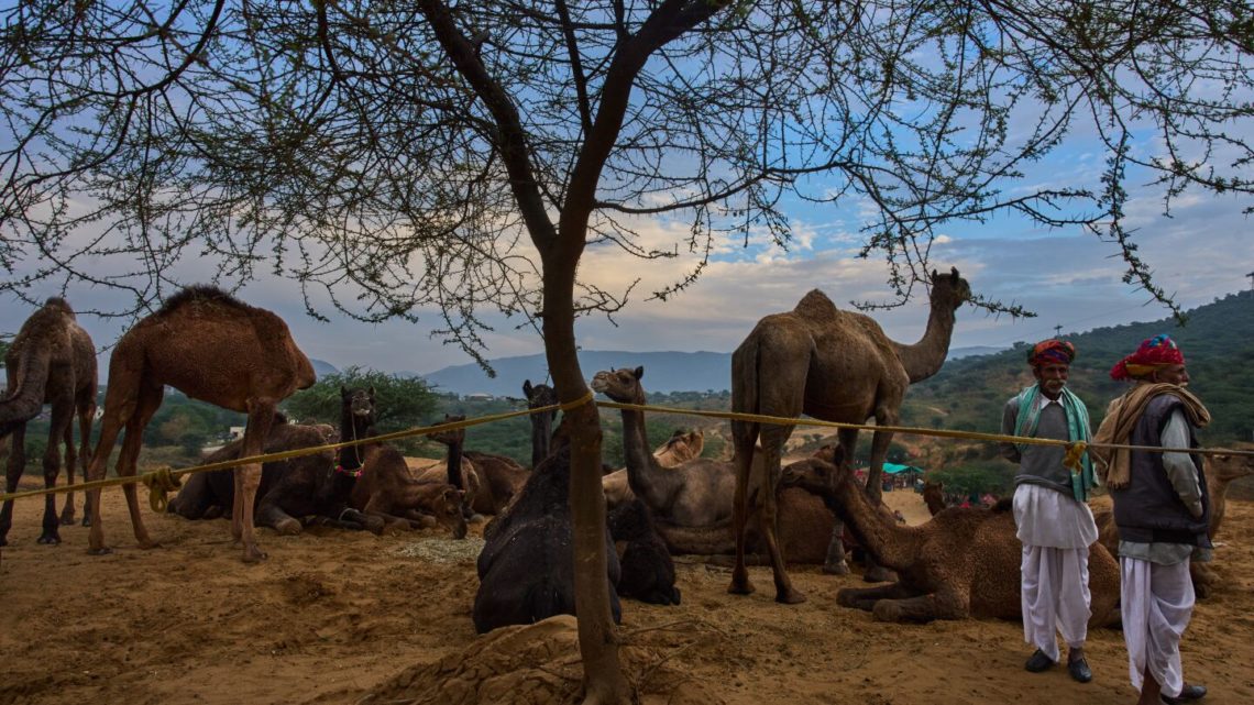 A camel fair in India’s desert town of Pushkar draws traders and tourists, in photos