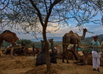 A camel fair in India’s desert town of Pushkar draws traders and tourists, in photos