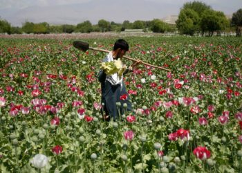 Afghanistan’s opium crop falls 20 percent as synthetic drugs surge