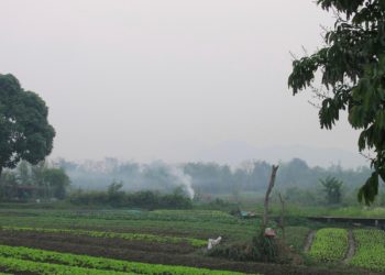 American man and son die after suffering stings from swarm of wasps ziplining in Laos