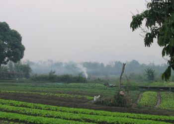 An American man and his son die after suffering stings from a swarm of wasps while ziplining in Laos