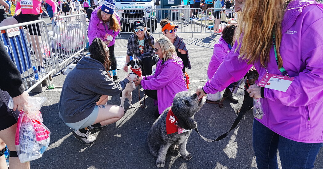 At the Start, Dogs Help Runners Relax Before the New York Marathon