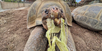 ‘Gramma,’ a tortoise who lived through 20 presidencies, dies at 141