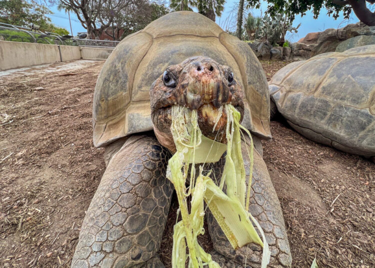 ‘Gramma,’ a tortoise who lived through 20 presidencies, dies at 141