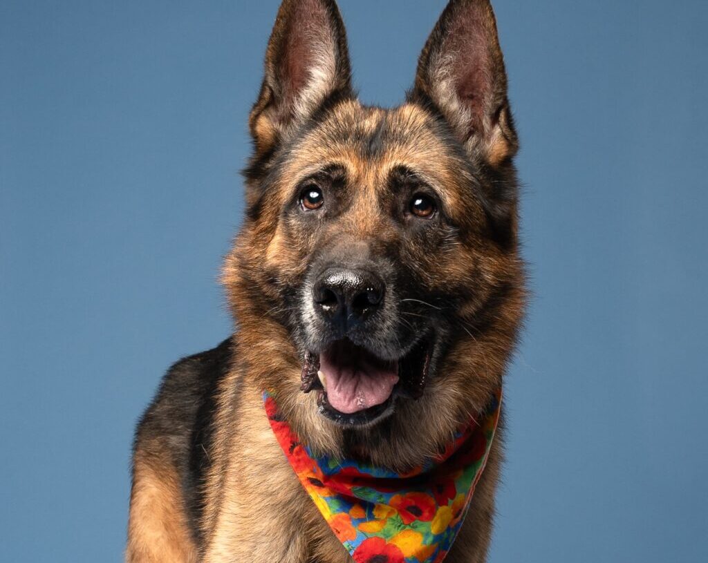 She asked strangers to talk her out of adopting a dog. They did not.