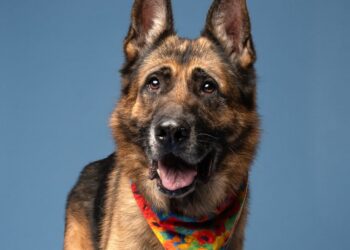 She asked strangers to talk her out of adopting a dog. They did not.