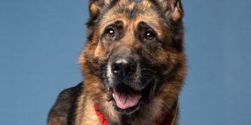 She asked strangers to talk her out of adopting a dog. They did not.