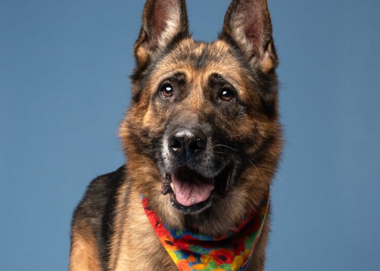 She asked strangers to talk her out of adopting a dog. They did not.