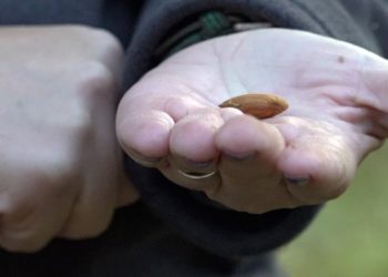 California farmers push back on Prop 50 as Democrats eye new House map