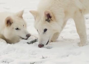 Colossal Biosciences Update: Lab That Brought Back Dire Wolf Buys Pet-Cloning Company