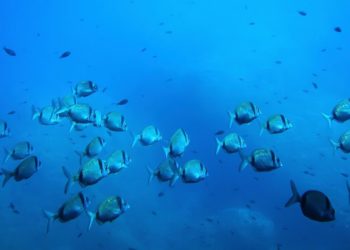 Deep-sea mining risks disrupting the marine food web, study warns