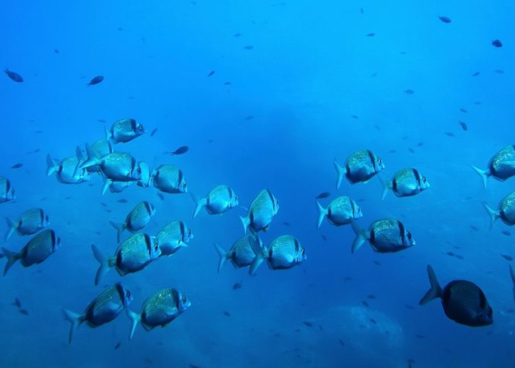 Deep-sea mining risks disrupting the marine food web, study warns