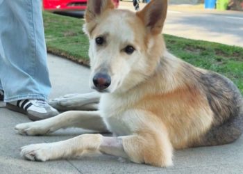 Dog ingests meth while walking in North Hollywood neighborhood