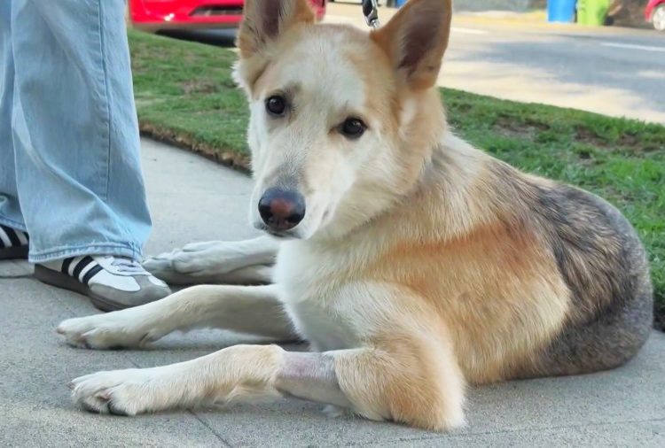Dog ingests meth while walking in North Hollywood neighborhood