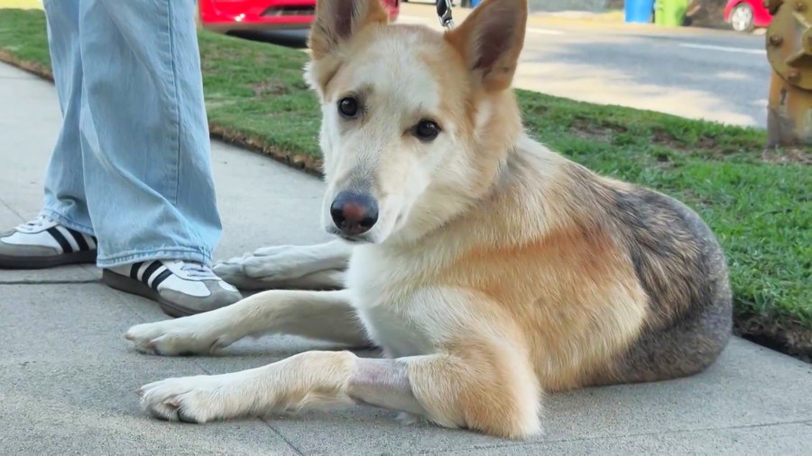 Dog ingests meth while walking in North Hollywood neighborhood