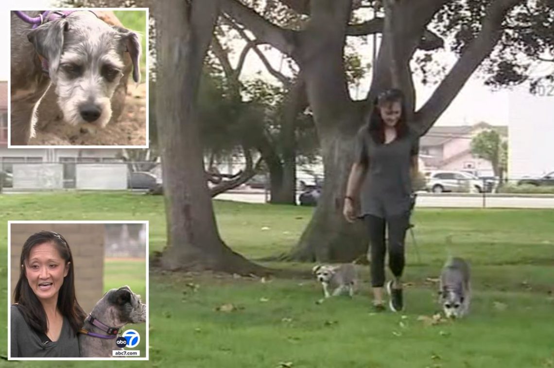 Dog is rushed to vet after ingesting methamphetamine during walk in park: ‘She started just twitching’