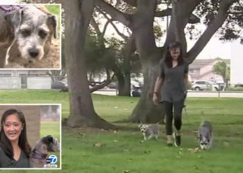 Dog is rushed to vet after ingesting methamphetamine during walk in park: ‘She started just twitching’