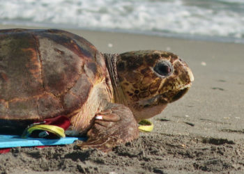 Endangered loggerhead sea turtle released to Atlantic Ocean from Florida beach