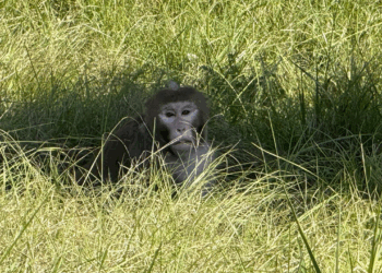 Escaped monkey captured by authorities days after truck crash flips vehicle in Mississippi