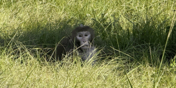 Escaped monkey captured by authorities days after truck crash flips vehicle in Mississippi