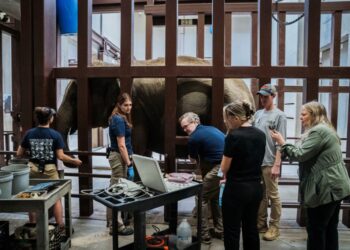 Baby elephant on the way at National Zoo would be its first in 25 years