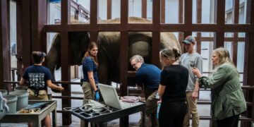 Baby elephant on the way at National Zoo would be its first in 25 years