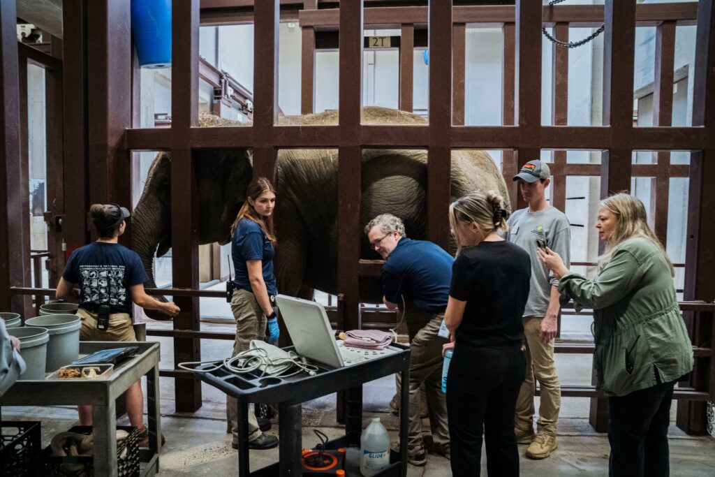 Baby elephant on the way at National Zoo would be its first in 25 years