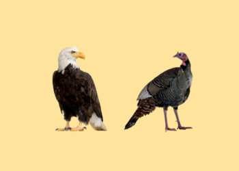 How to pay this great American inheritance forward