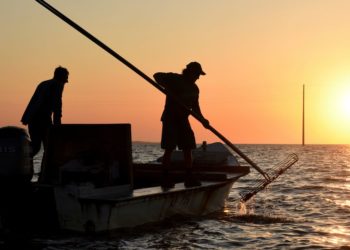 Florida to reopen bay nationally known for its oysters