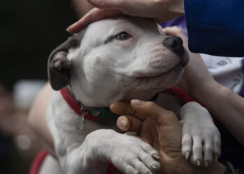 Pit bulls welcomed back to this Maryland county after 29-year ban