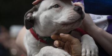 Pit bulls welcomed back to this Maryland county after 29-year ban