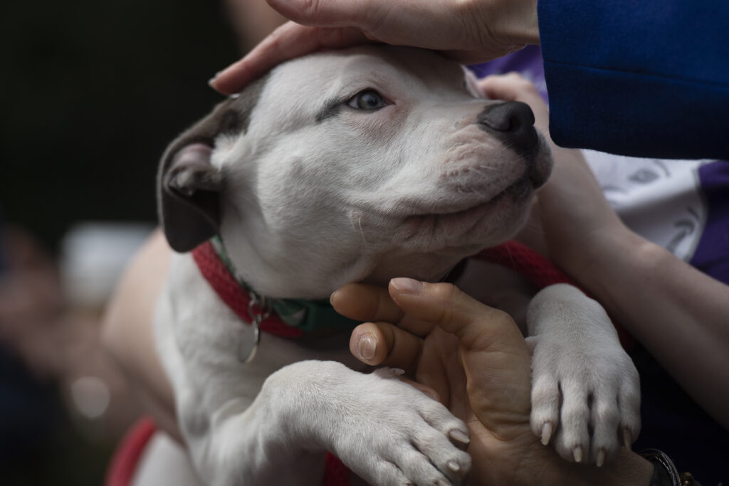 Pit bulls welcomed back to this Maryland county after 29-year ban
