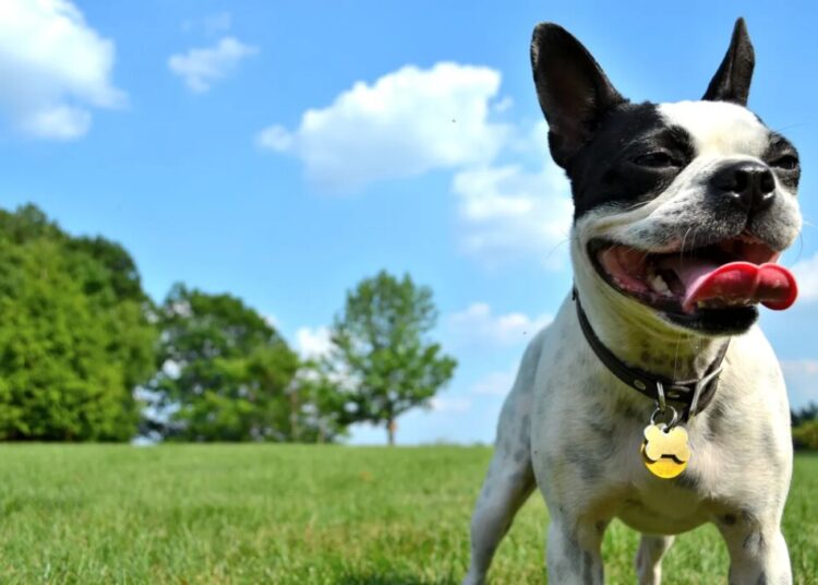 The Climate Impact of Owning a Dog